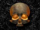 3d Human skull
